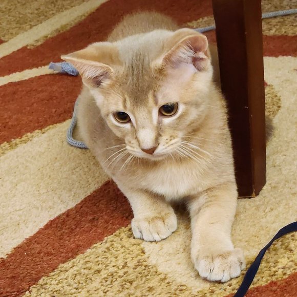 MEET YOUR POSHER, Tatiana ππ π»πΆπ - Picture 12 of 15